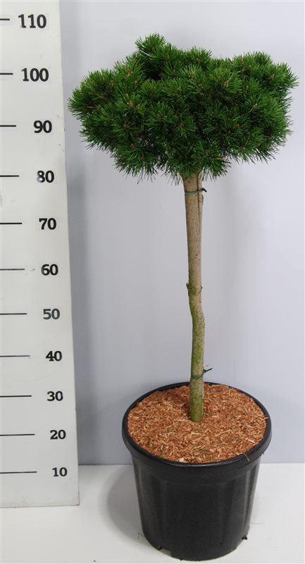Pinus mugo Lilliput 110cm 38cm Pot