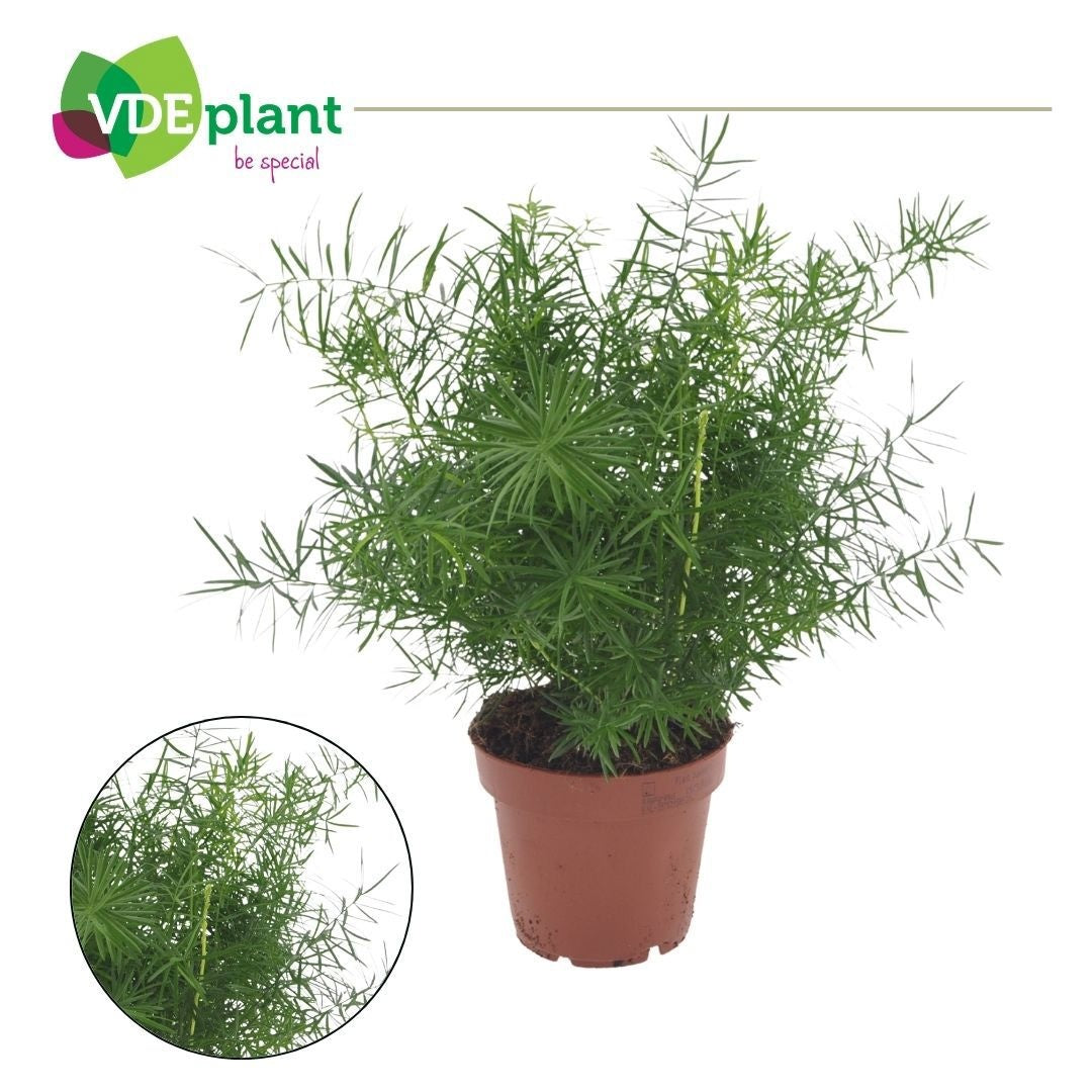 VDE plant BV Asparagus densiflorus 'Mazeppa' Pack of 10
