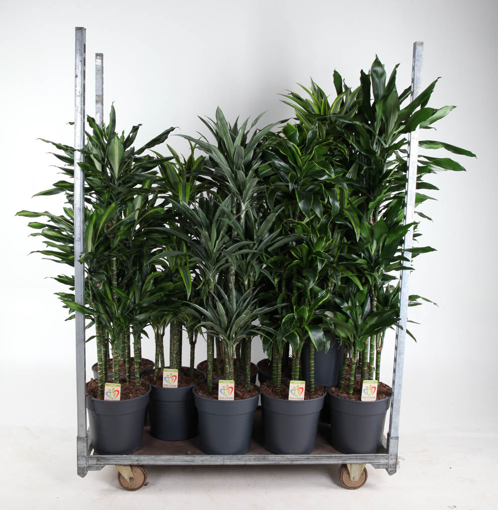 Dracaena mix 140cm 31cm Pot