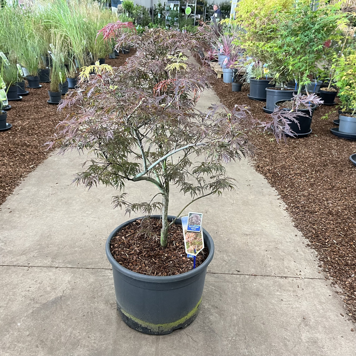 Acer Garnet 125cm 40cm Pot