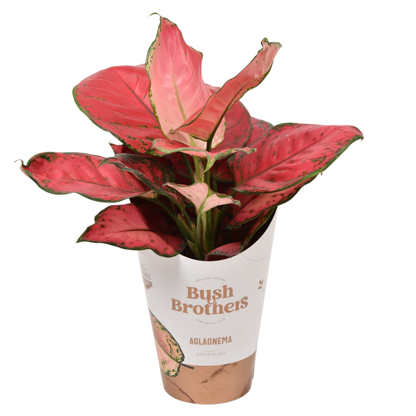 Aglaonema Hybrid 35cm 12cm Pot