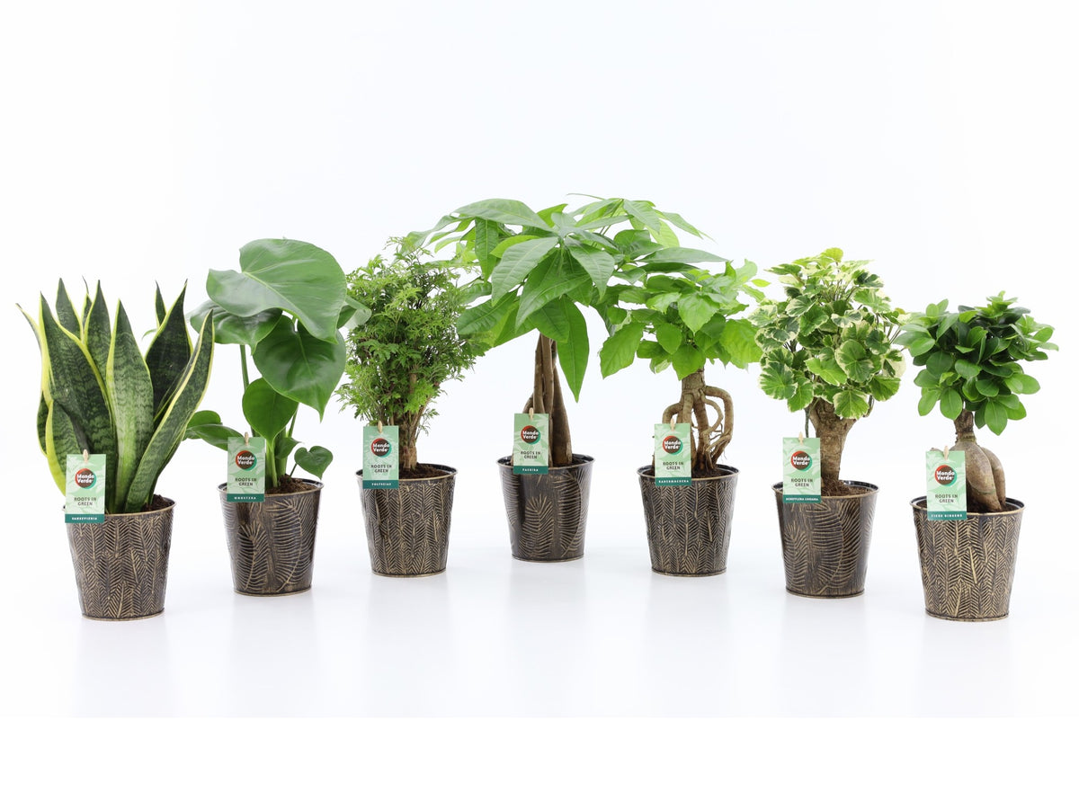 Foliage houseplants mix 35cm 13cm Pot
