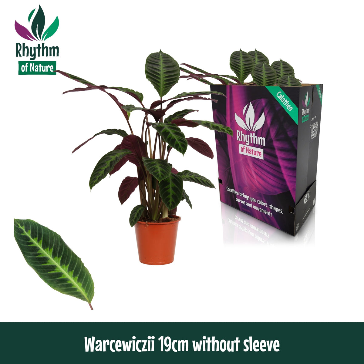 Calathea Warscewiczii 80cm 19cm Pot