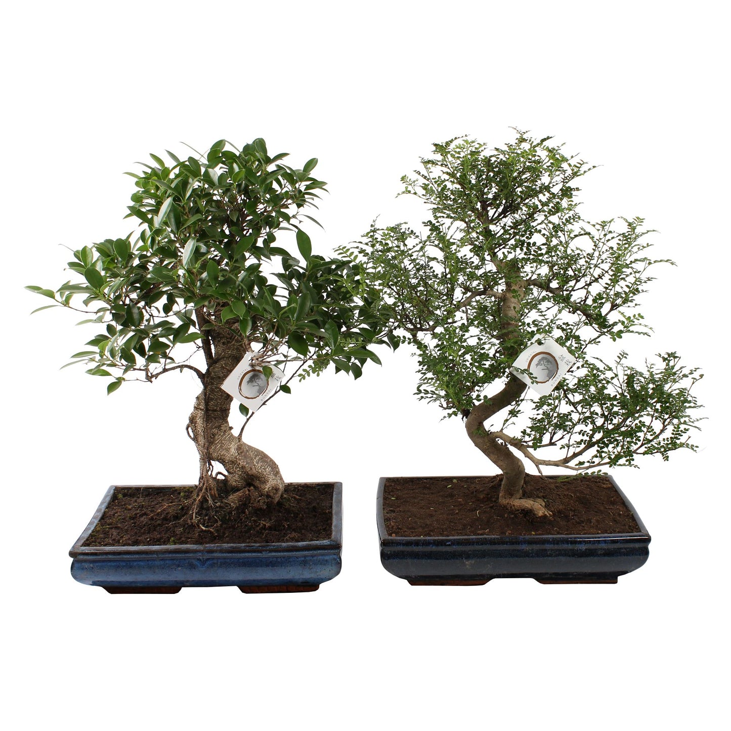 Bonsai mix 50cm 40cm Pot