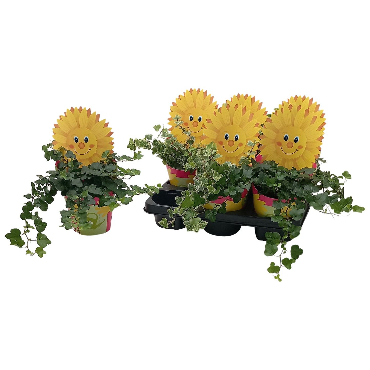 Quakelplant BV Hedera helix mix Pack of 12