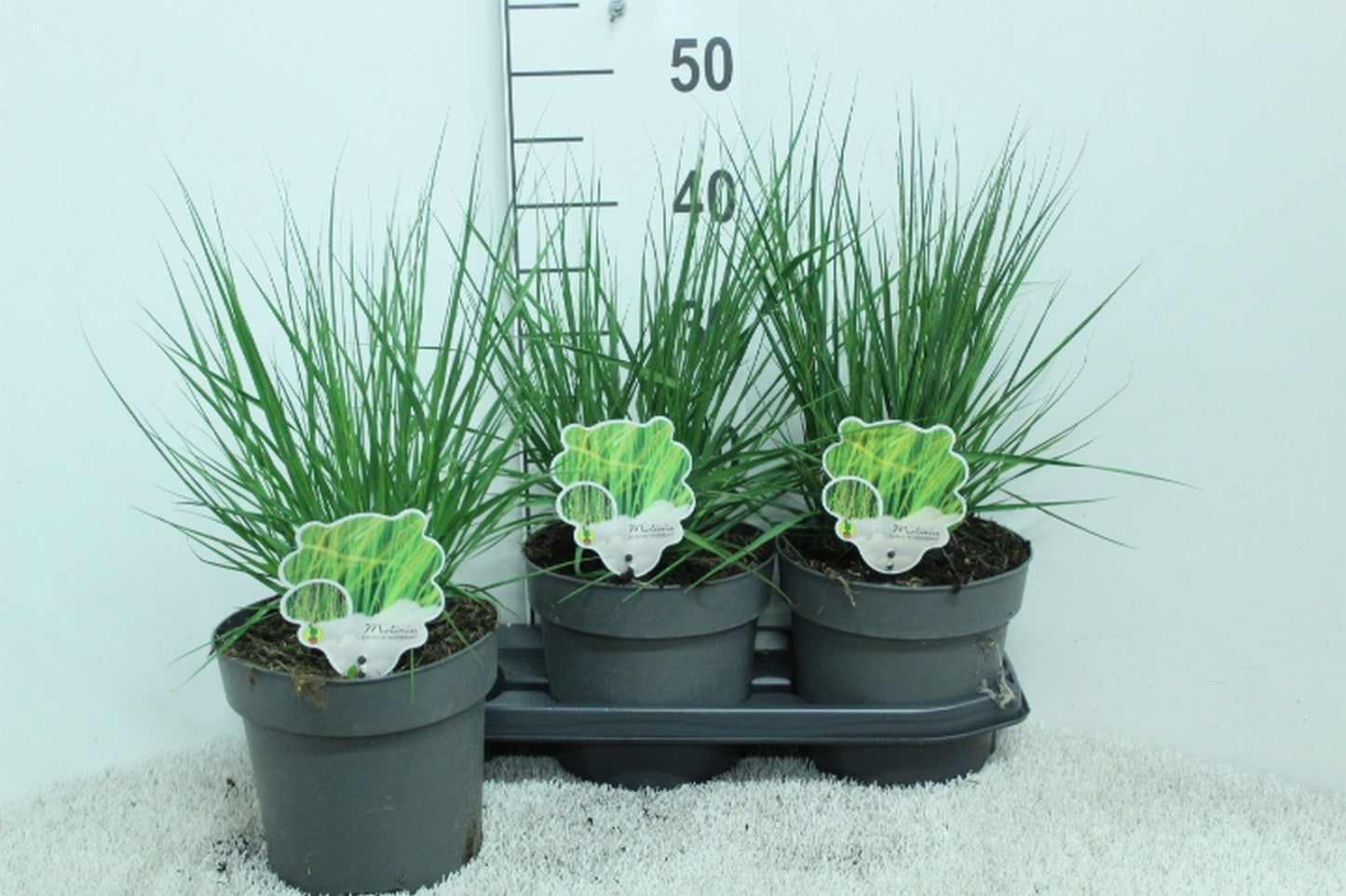 Molinia caerulea mix 45cm 19cm Pot