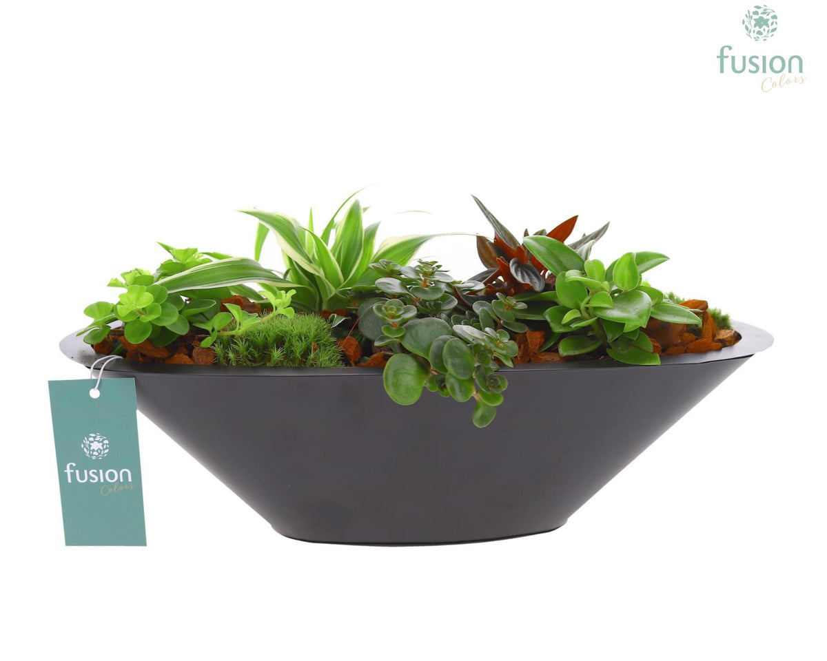 Zinken schaal antraciet met Groene Planten 43cm 36cm Pot