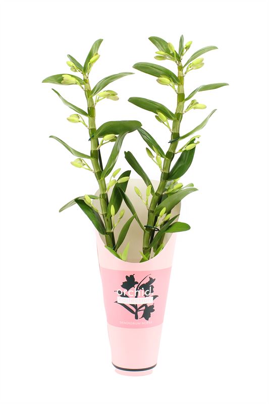Dendrobium Kumiko 50cm 12cm Pot