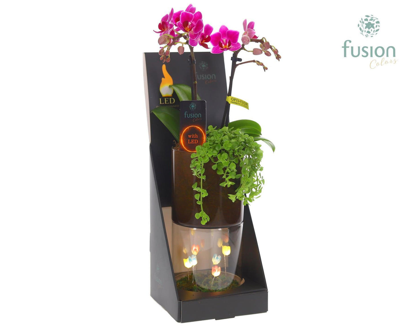 Glas tube Led planter groot met Phalaenopsis arrangement 43cm 11cm Pot
