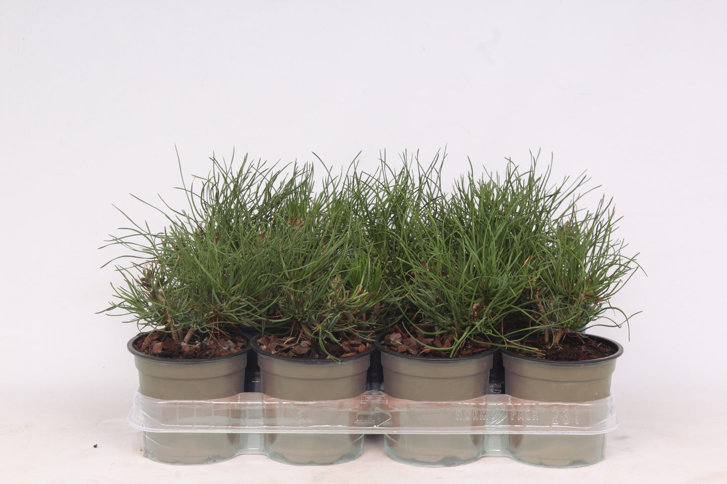 Pinus mugo pumilio 20cm 11cm Pot