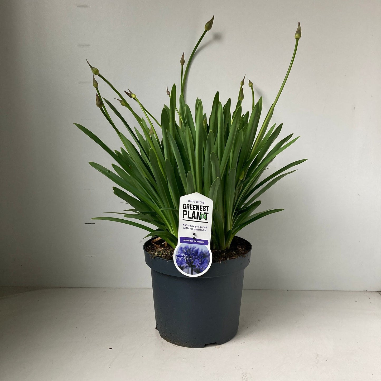 Agapanthus Dr. Brouwer 55cm 26cm Pot