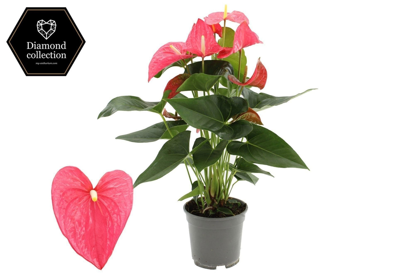 Anthurium Maine 57cm 17cm Pot