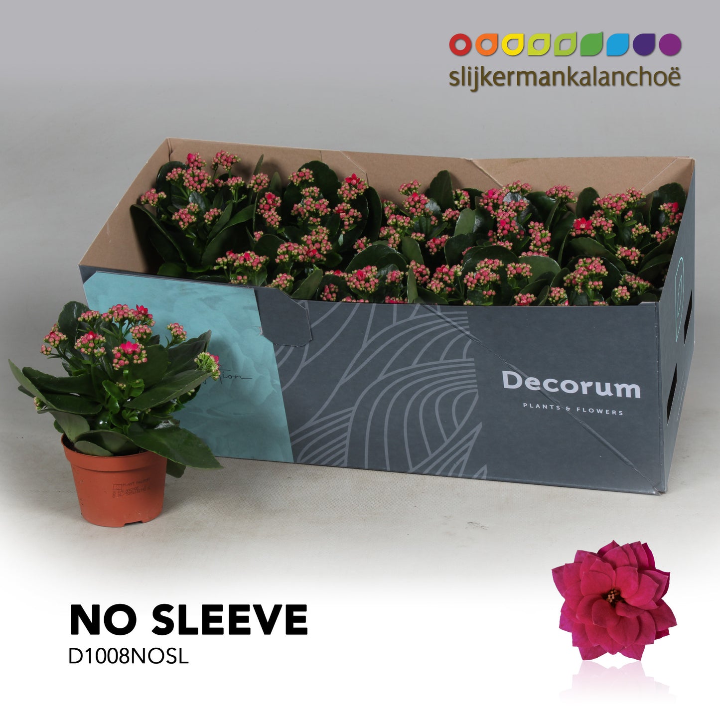 Kalanchoe Shadow Purple 23cm 10.5cm Pot