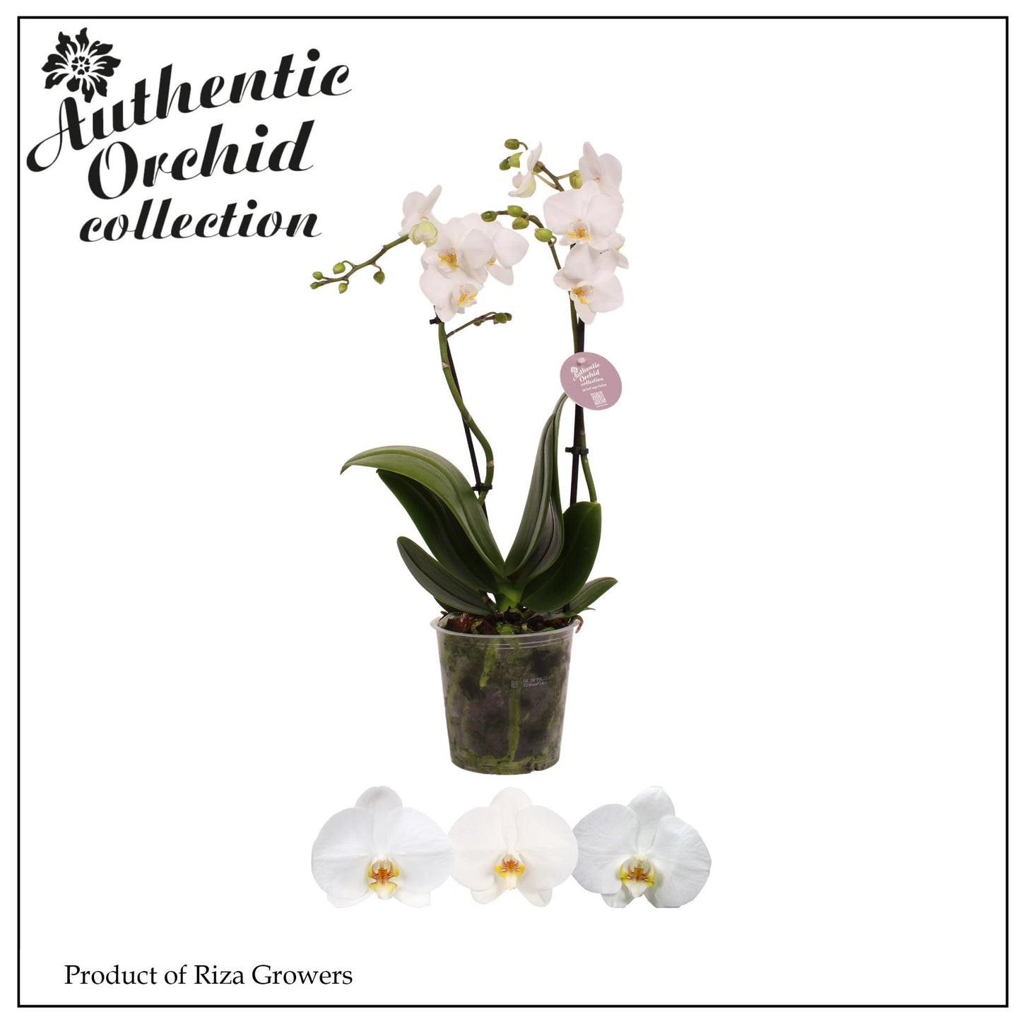 Riza Ter Laak Orchios Phalaenopsis mf. white Authentic Pack of 10