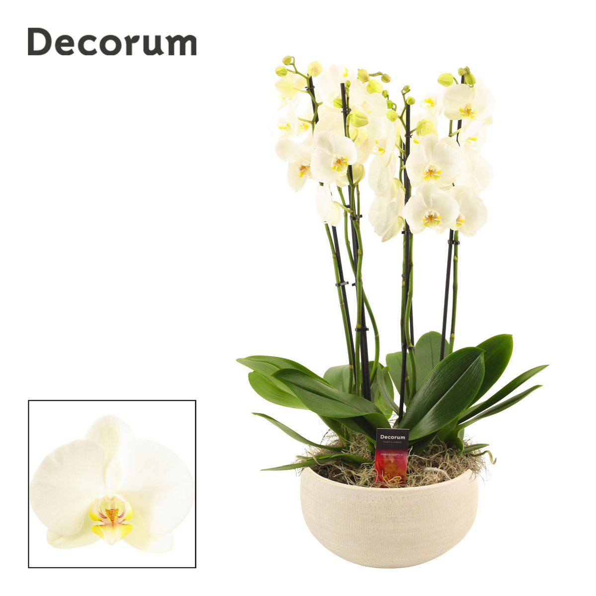 Phalaenopsis white 65cm 27cm Pot