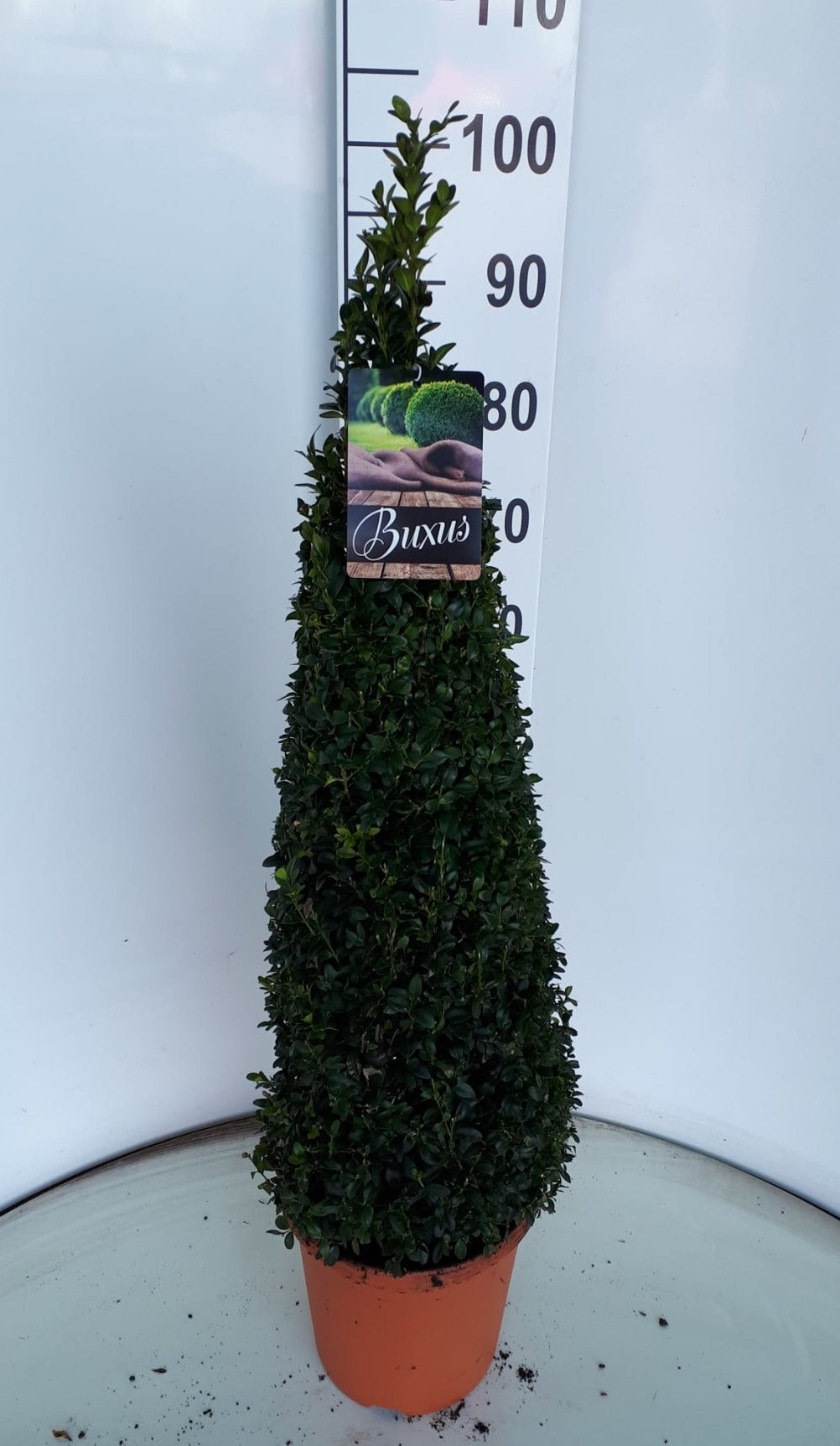 Buxus sempervirens ball 90cm 26cm Pot