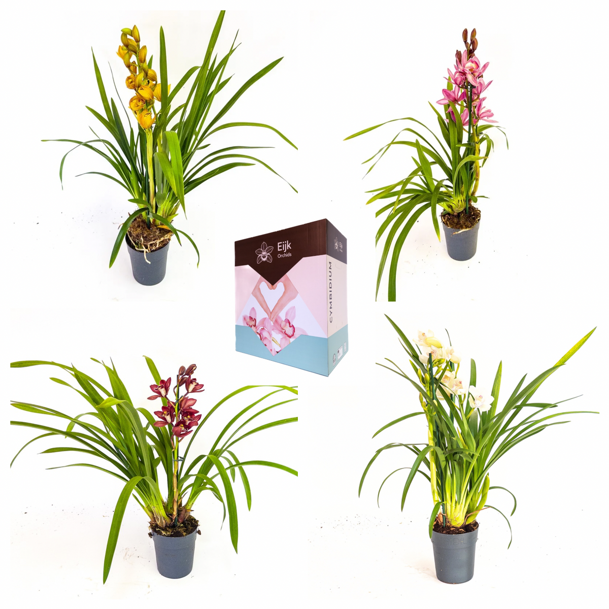 Cymbidium mix 75cm 14cm Pot