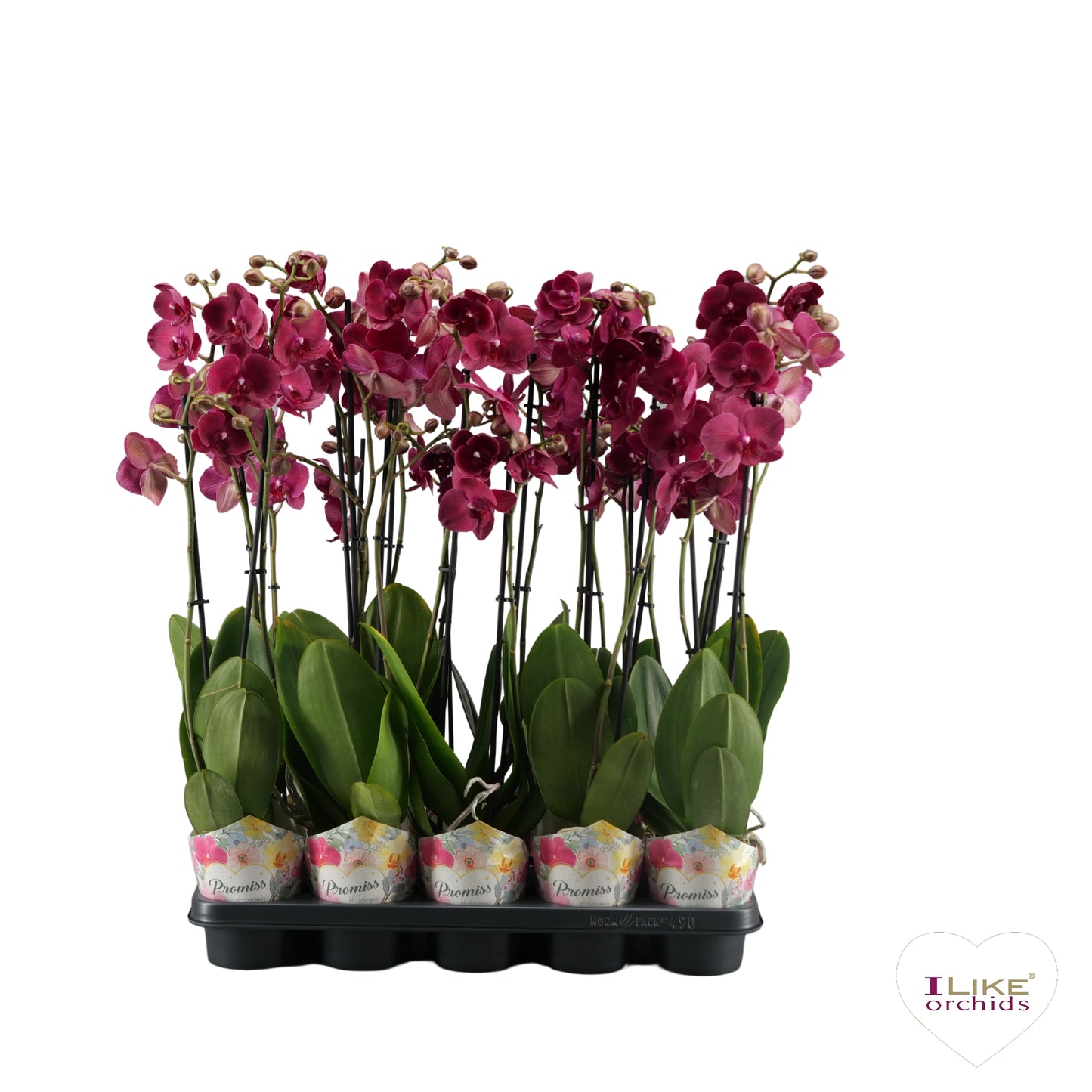 Phalaenopsis Montreux 75cm 12cm Pot