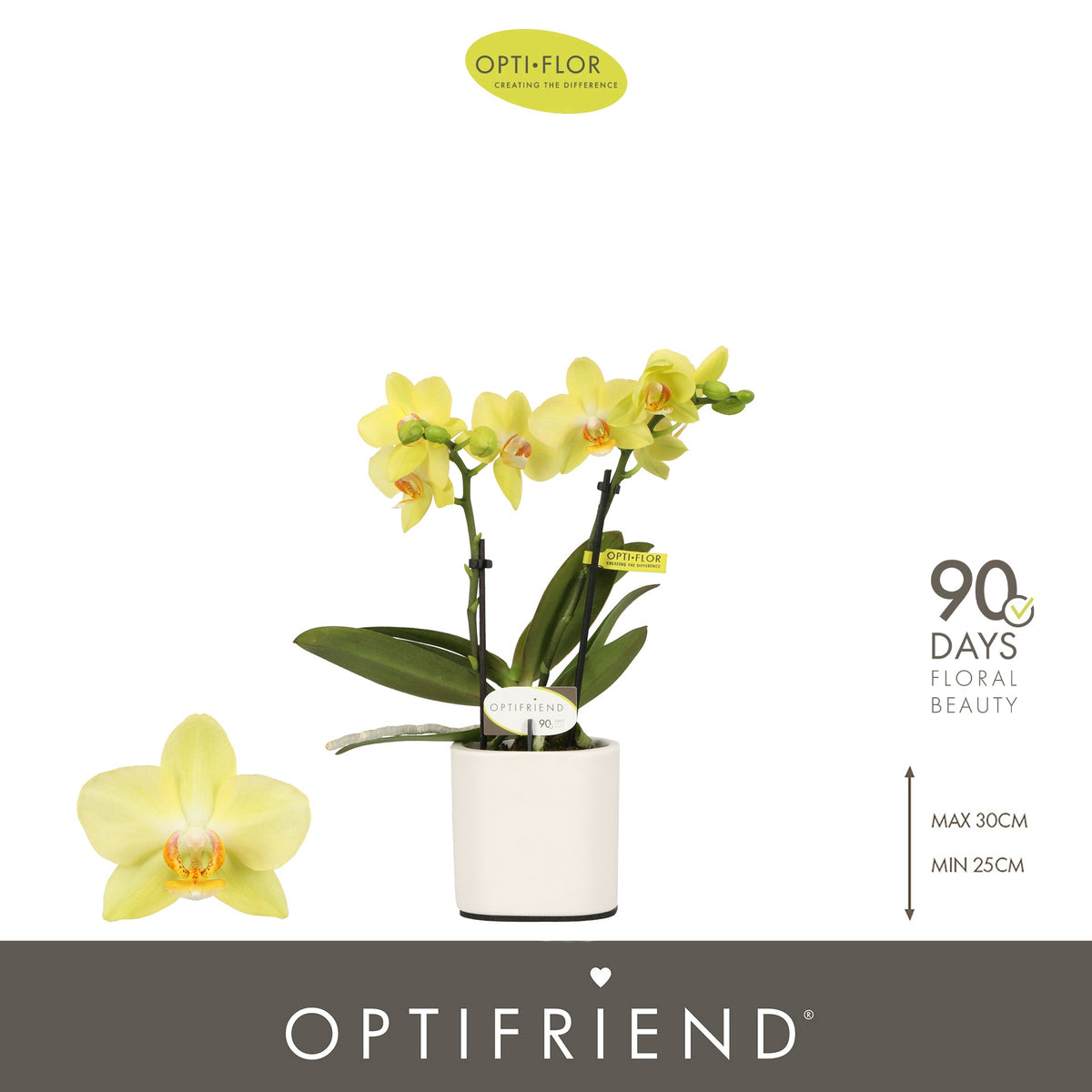 Phalaenopsis yellow 25cm 7cm Pot