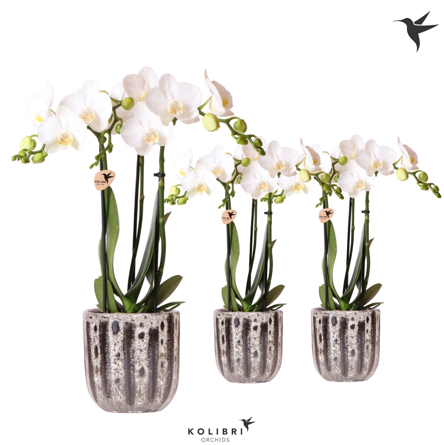 Kolibri Orchids Phalaenopsis white 3 spike in Soul pot 40cm 9cm Pot