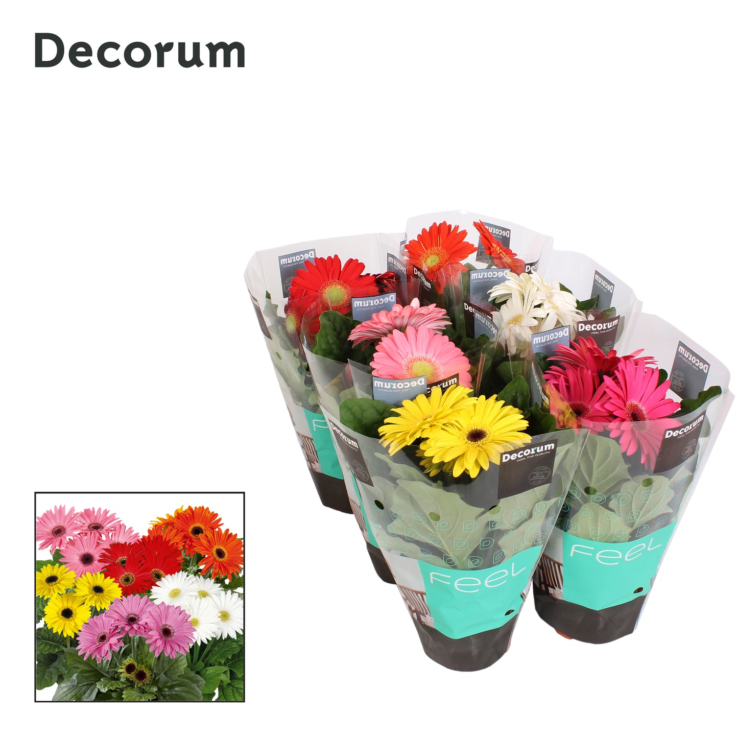 Velden, Firma Freek v.d. Gerbera mix + decorum hoes Pack of 10