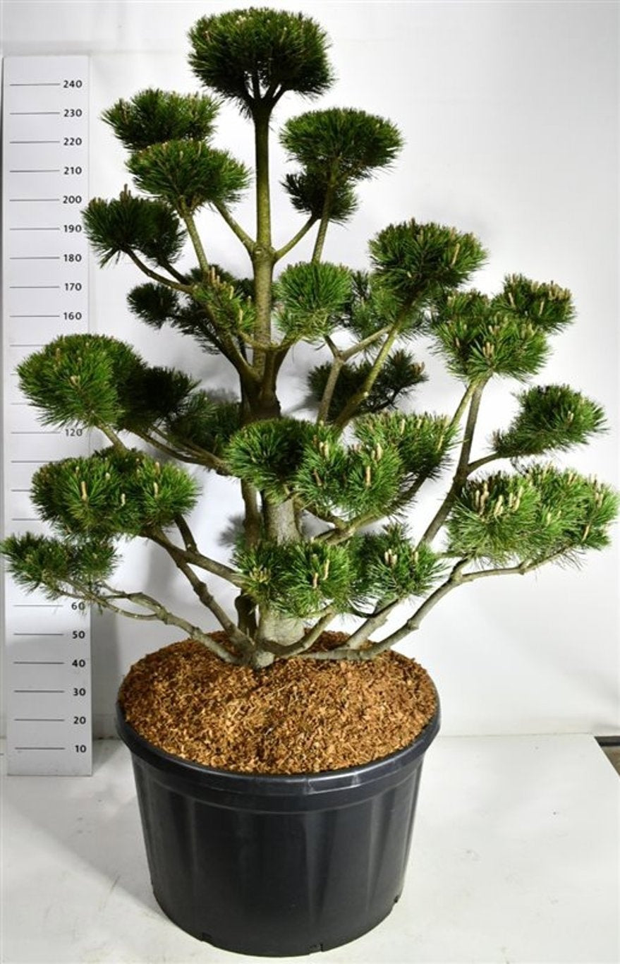 Pinus mugo Gnom 250cm 92cm Pot