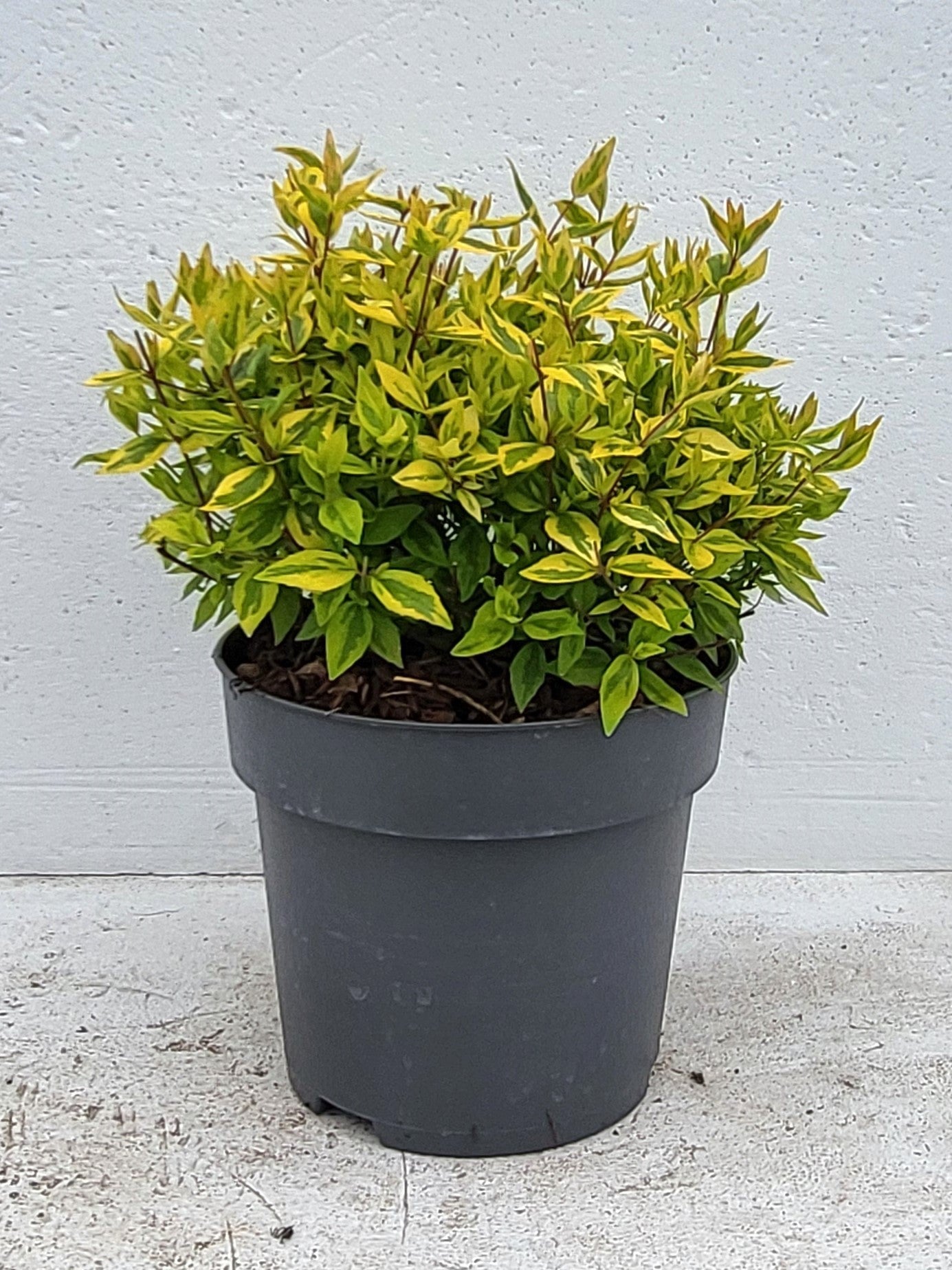 Abelia grandiflora Kaleidoscope 40cm 23cm Pot
