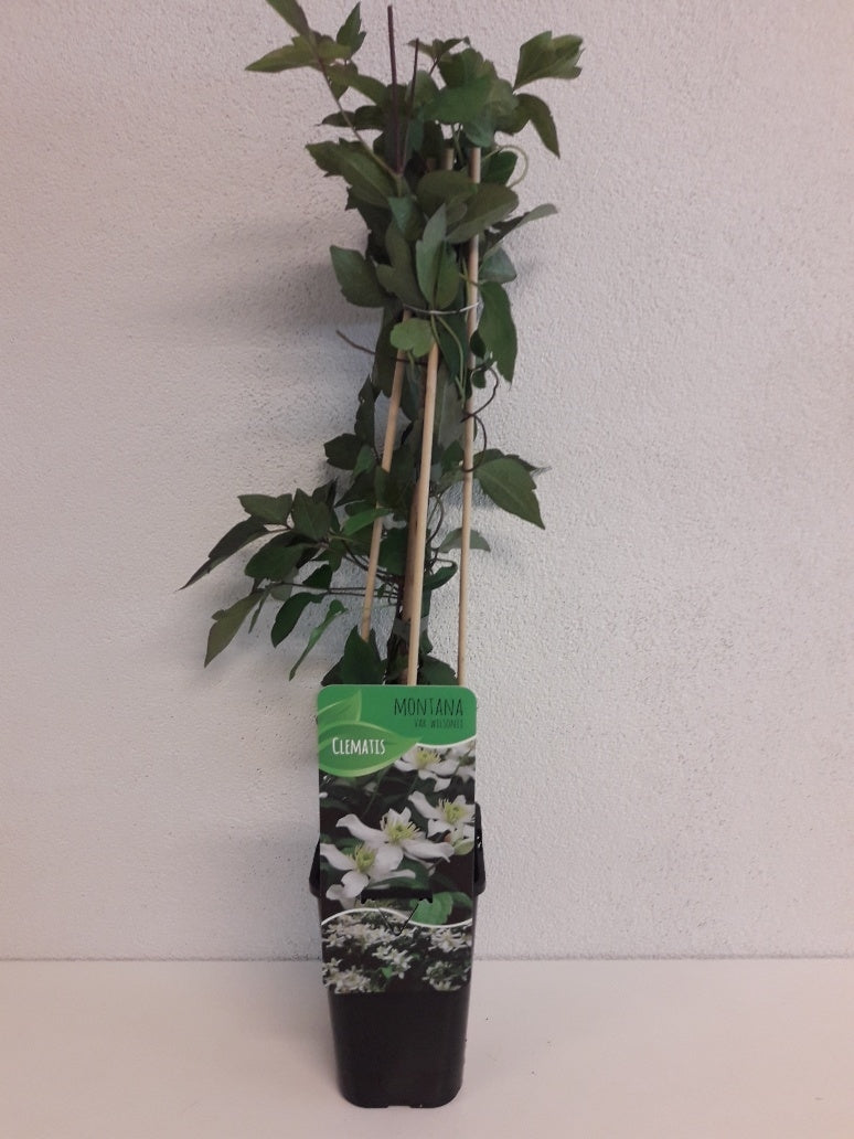 Clematis mon. Wilsonii 60cm 14cm Pot