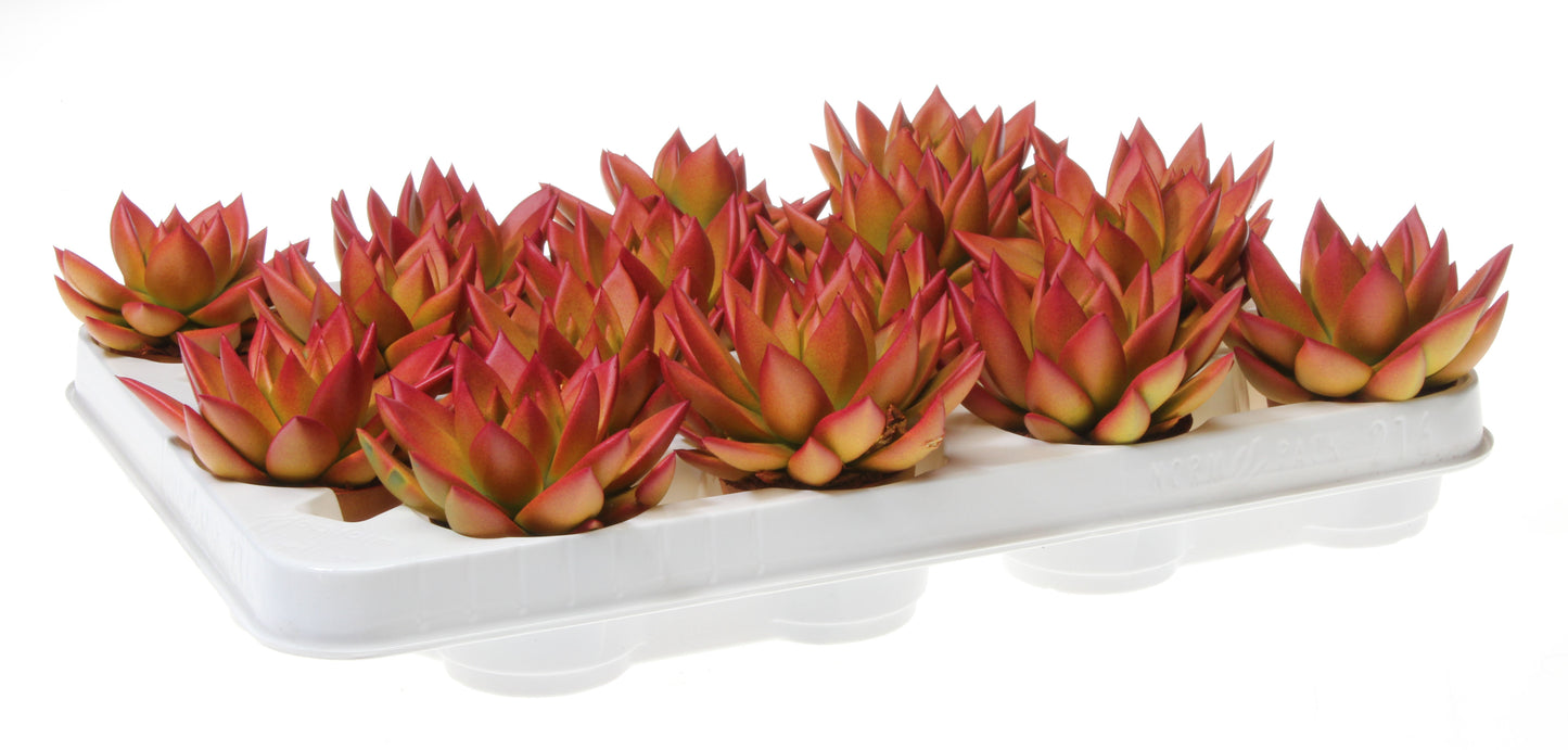 Rainbow zalm 8cm 6cm Pot