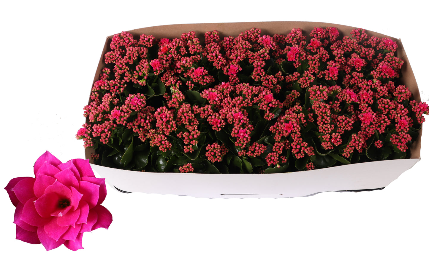 Kalanchoe Rosalina Don Victorio 27cm 12cm Pot