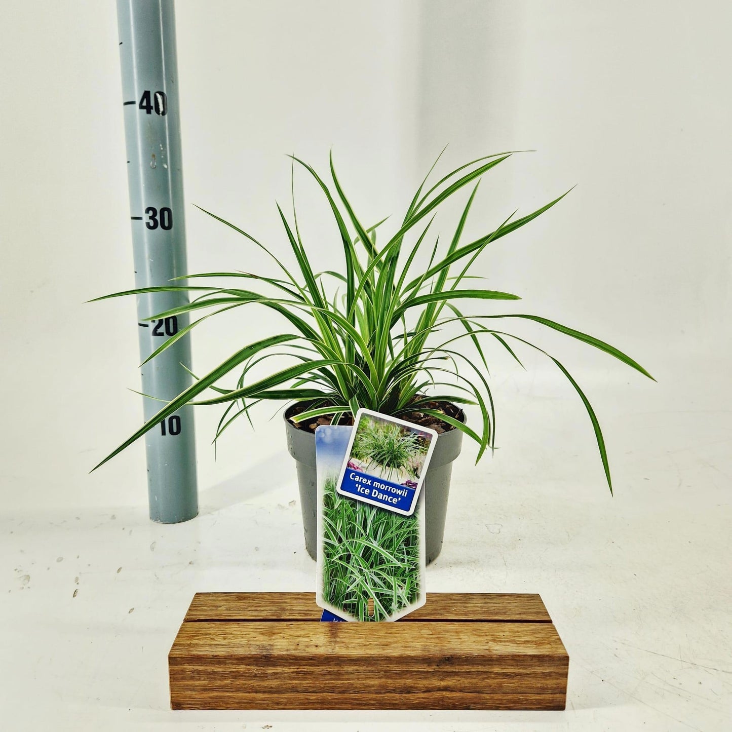 Carex morrowii Ice Dance 35cm 17cm Pot