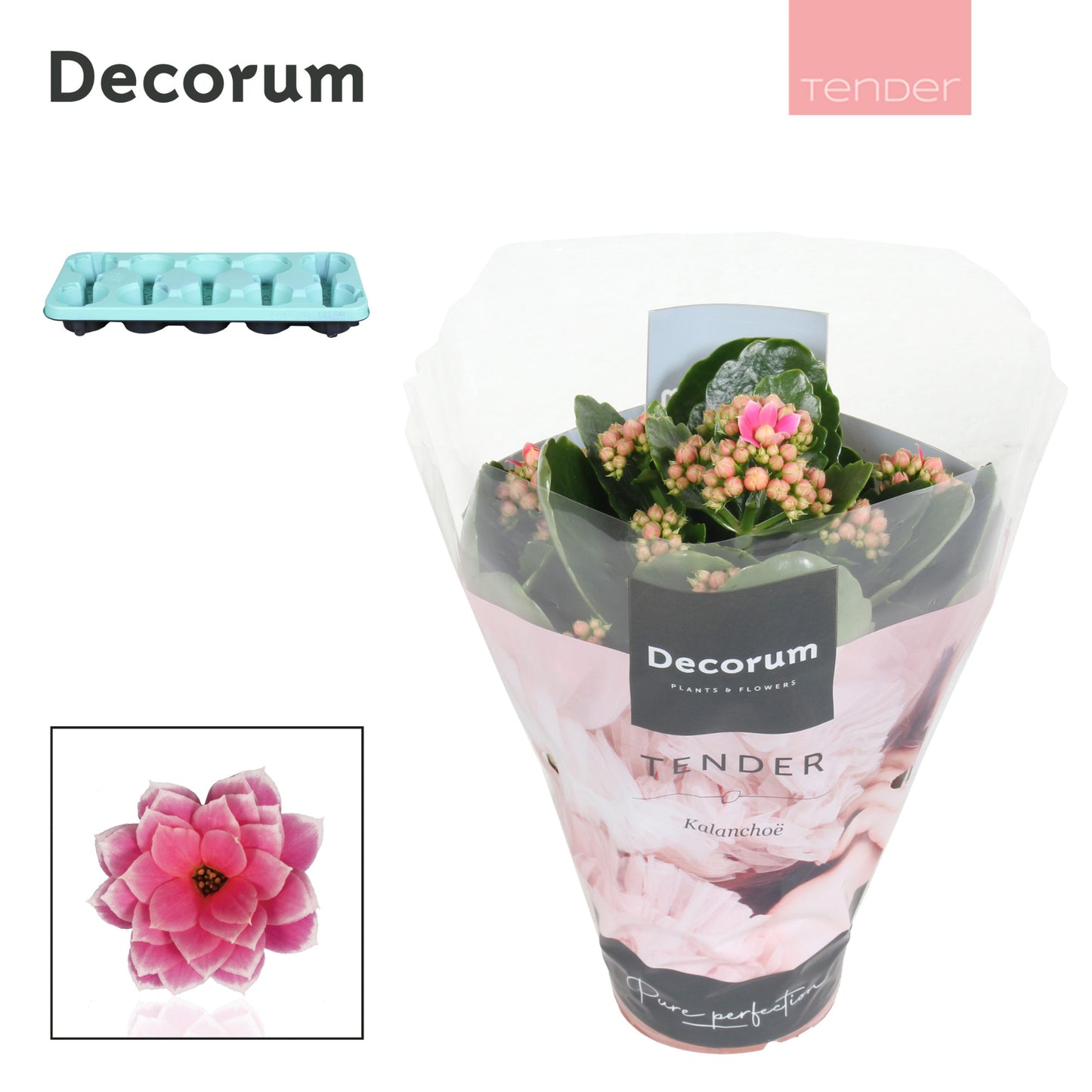 Kalanchoe Serenity Pink-White 23cm 510cm Pot