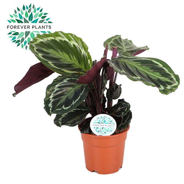 Forever Plants Group Calathea Medallion Pack of 6