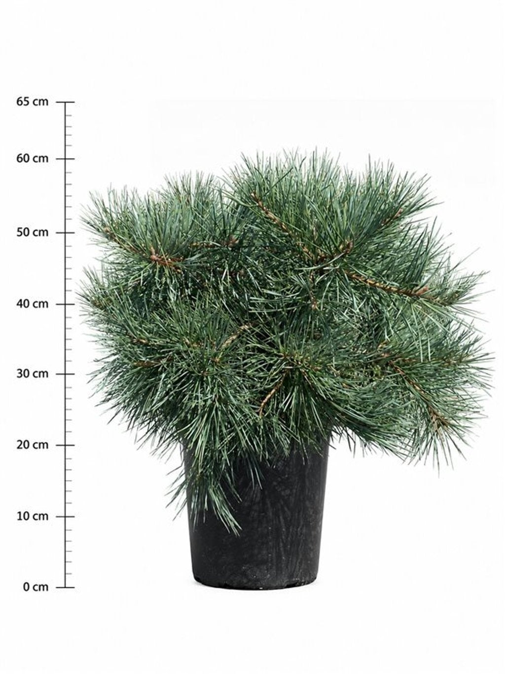 Pinus syl. Repens 70cm 32cm Pot