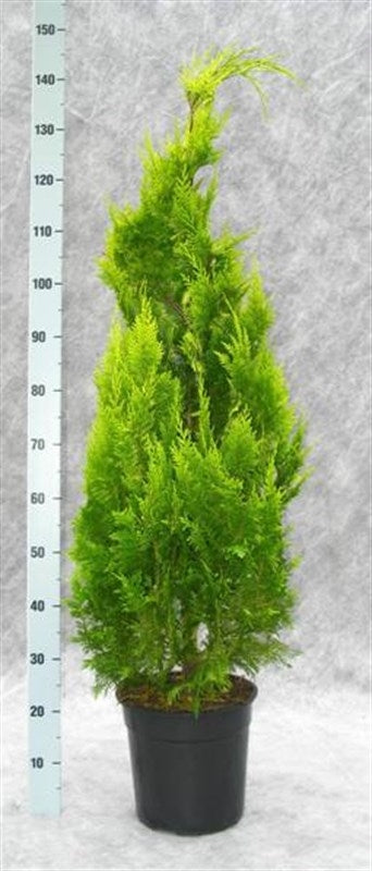 Chamaecyparis Ivonne 150cm 27cm Pot