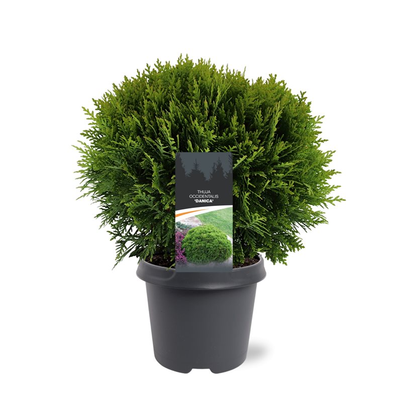 Thuja occidentalis Danica 35cm 23cm Pot