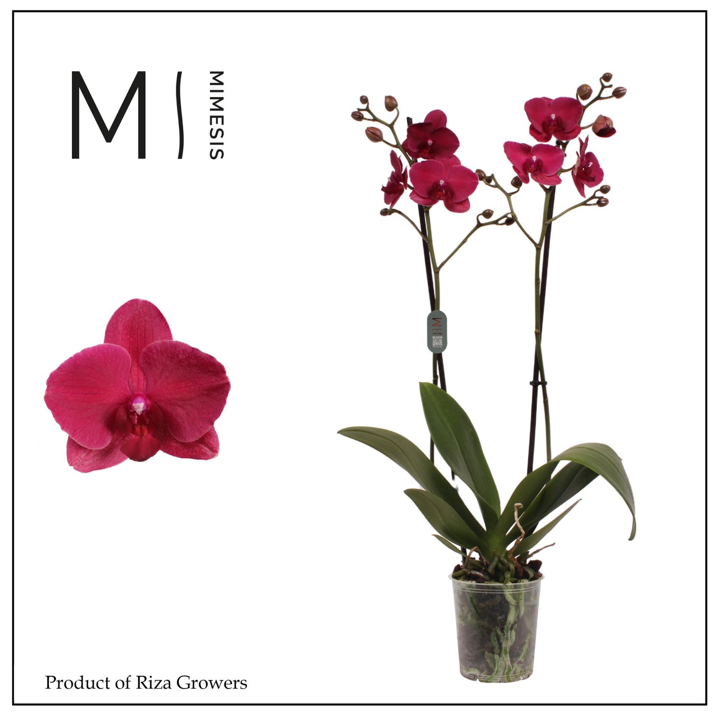 Phalaenopsis Montreux 80cm 12cm Pot