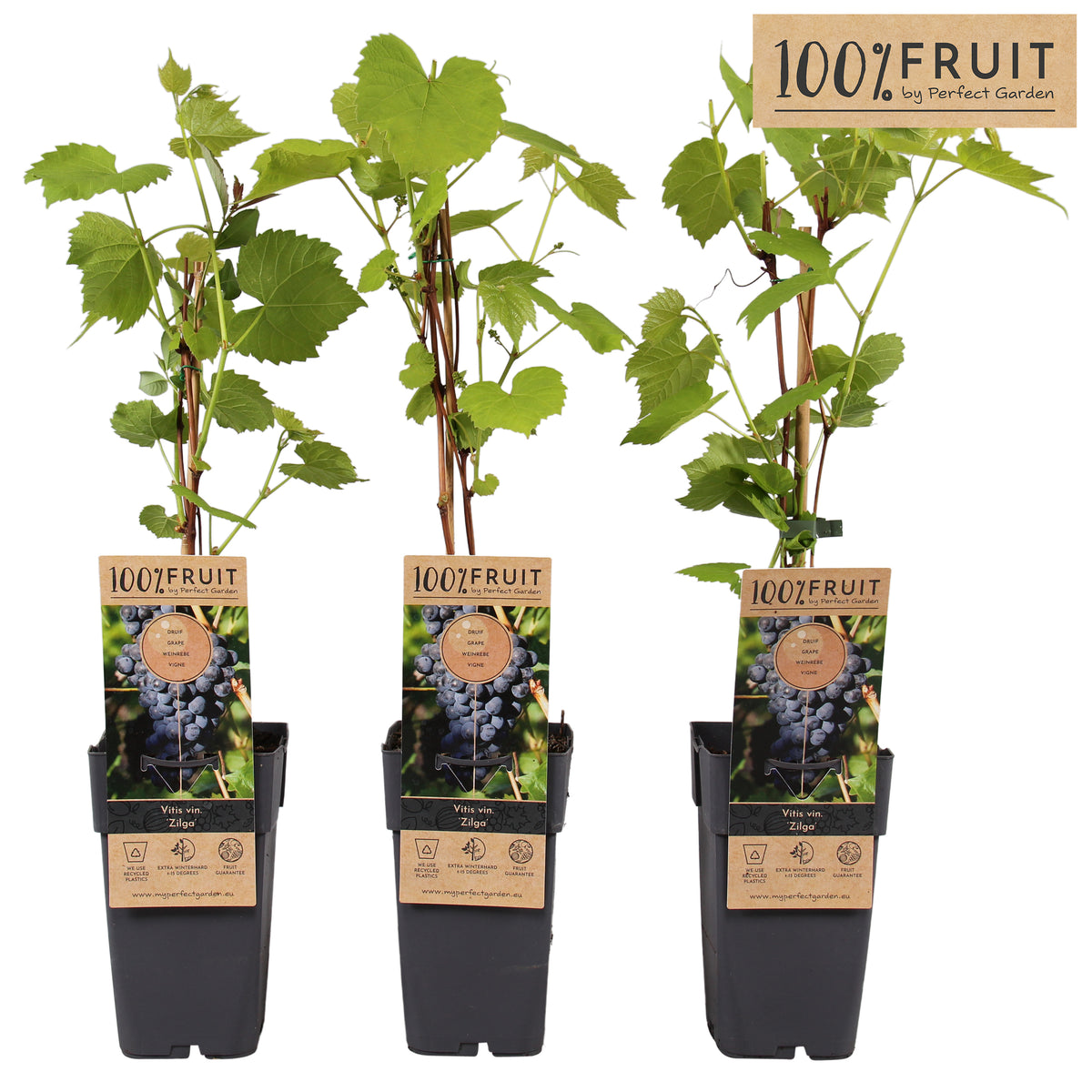 Vitis Attika (Grape) 65cm 15cm Pot