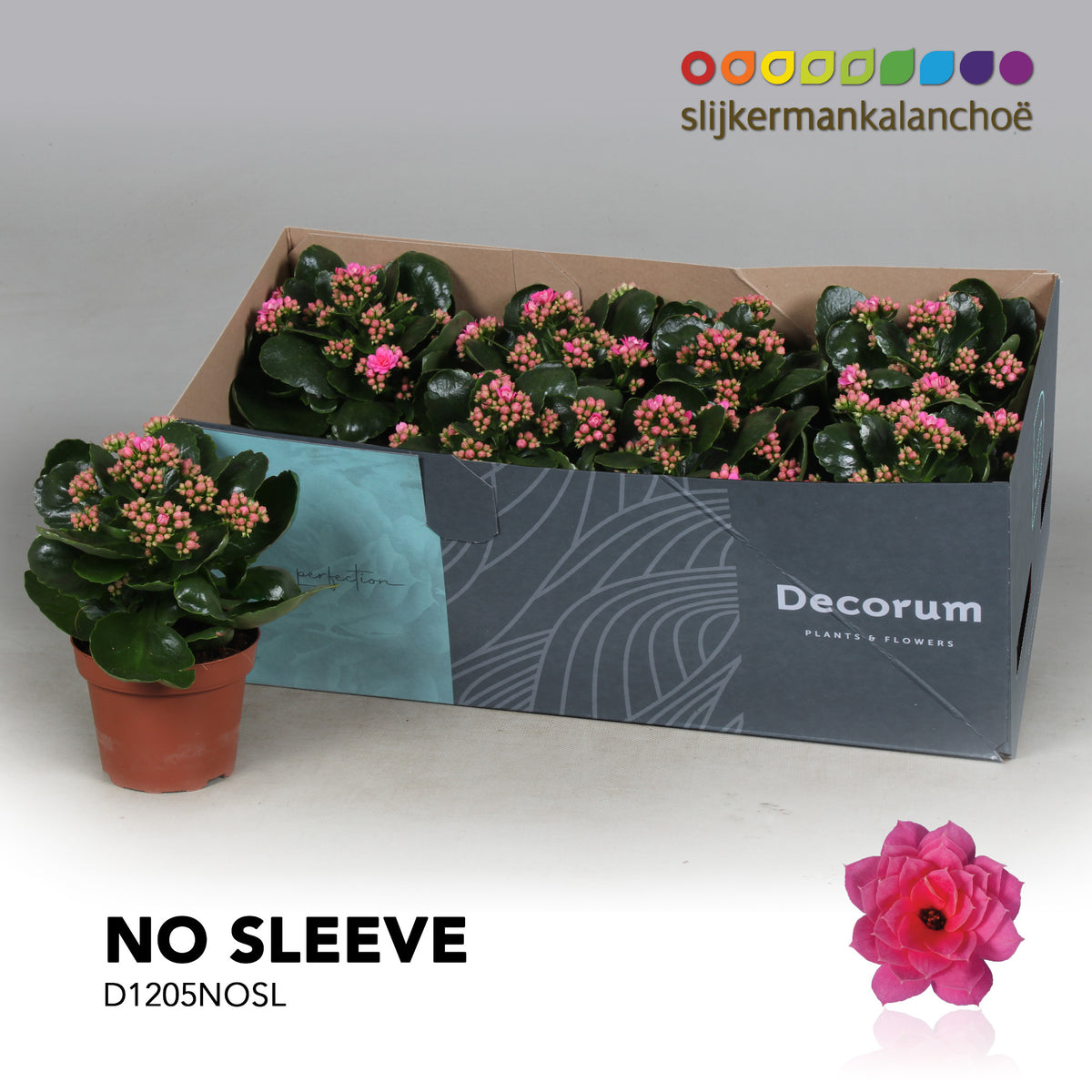 Kalanchoe Serenity Pink 24cm 12cm Pot