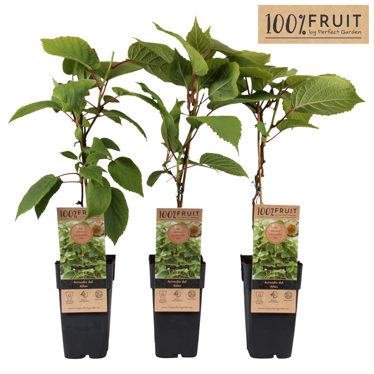 Actinidia deliciosa Atlas (Decorative Male Kiwi) 65cm 15cm Pot