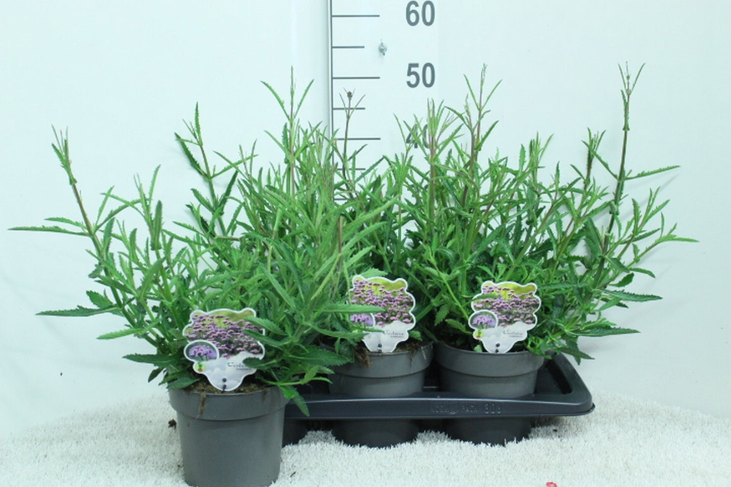 Verbena bonariensis 45cm 17cm Pot