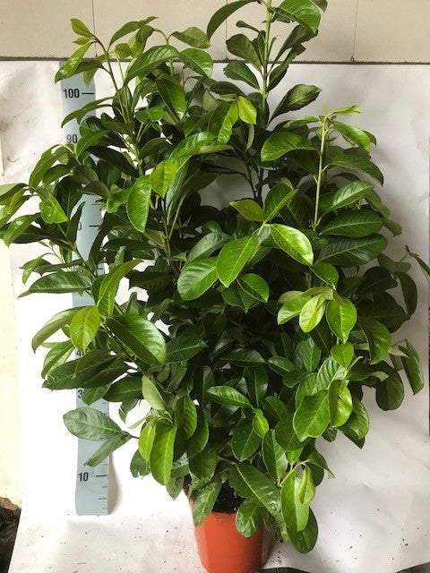 Prunus Novita 130cm 23cm Pot