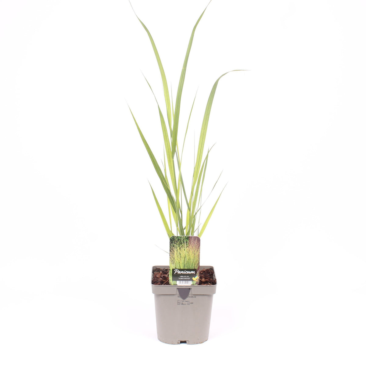 Panicum virgatum 35cm 17cm Pot