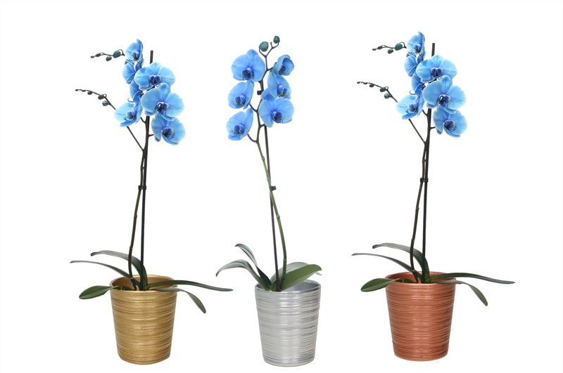 Phalaenopsis Hybrid 55cm 12cm Pot