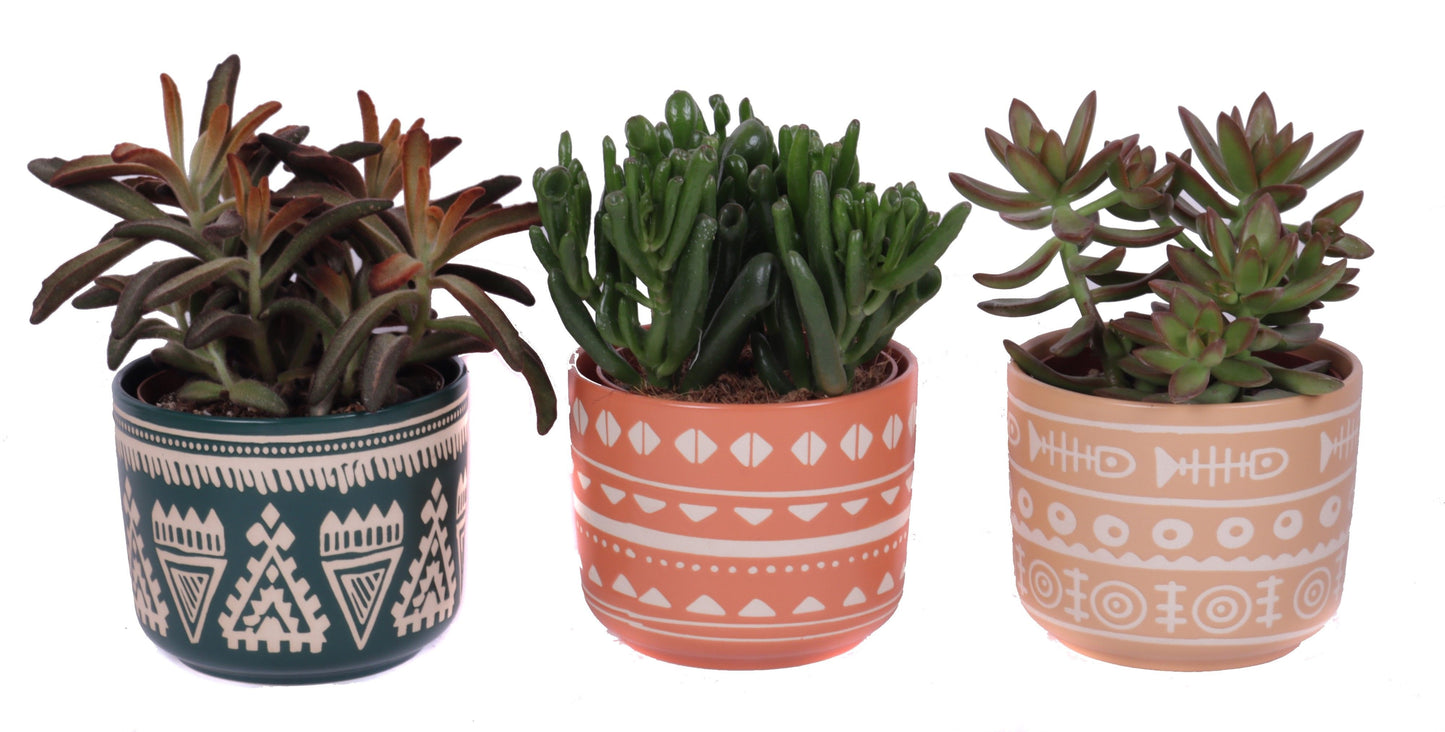 Succulent mix 30cm 14cm Pot