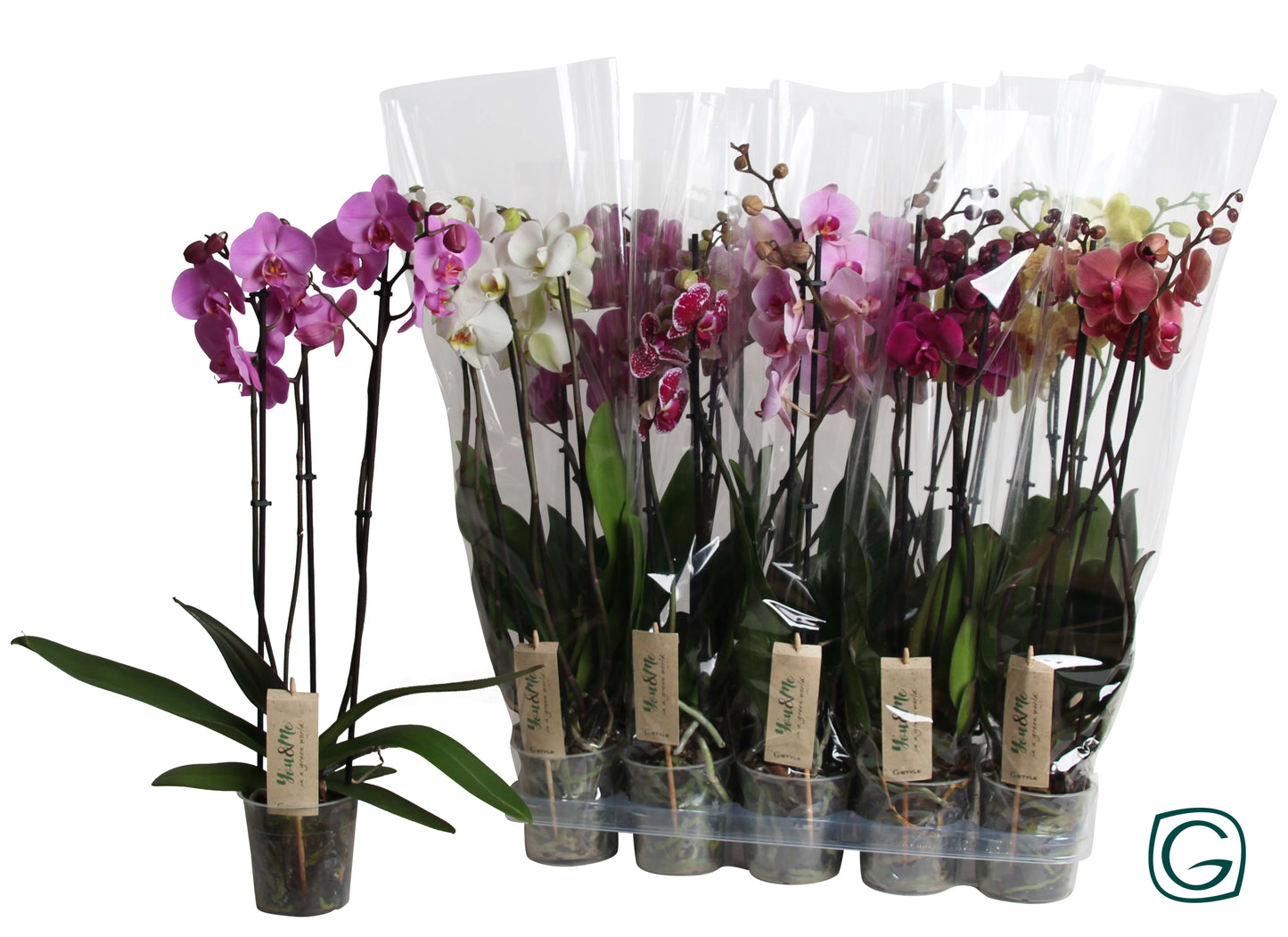 Phalaenopsis mix 4 colors 50cm 12cm Pot