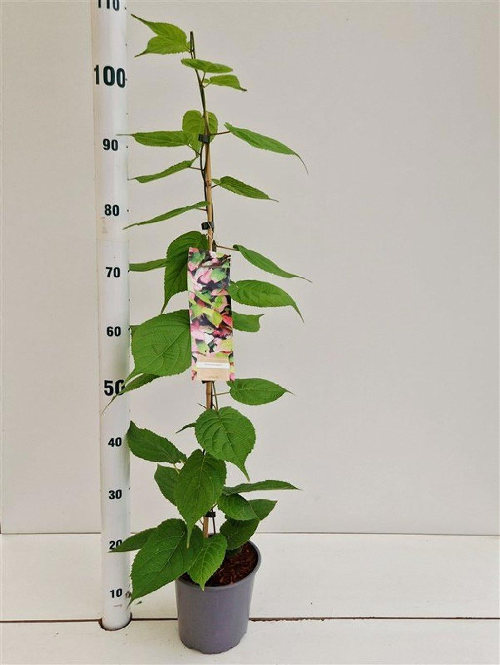 Actinidia kolomikta 100cm 17cm Pot