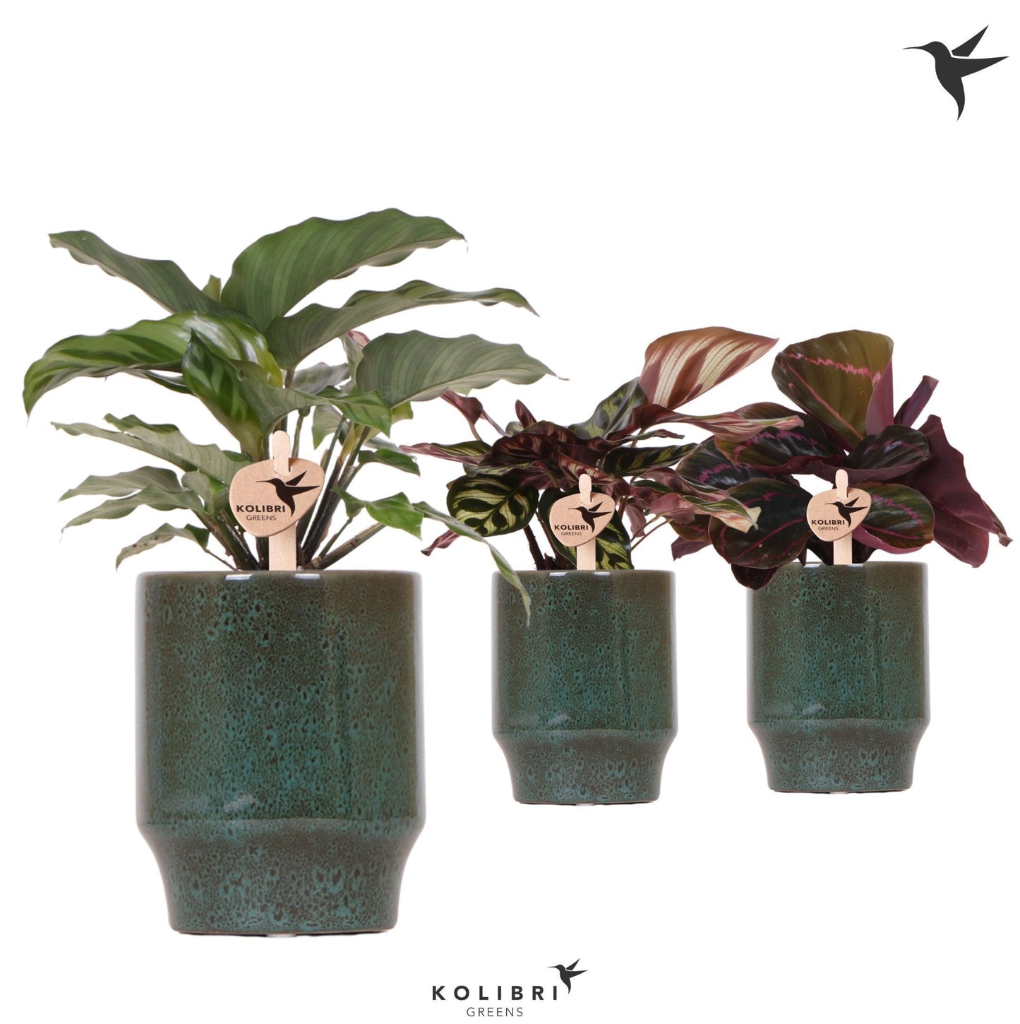Calathea mix 26cm 9cm Pot