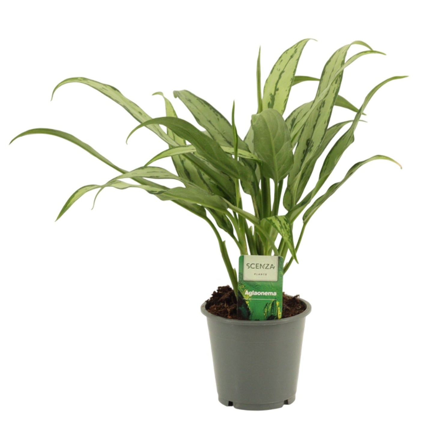 Aglaonema Cutlass 35cm 12cm Pot