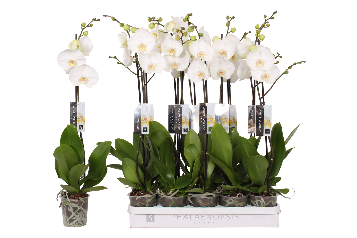 Phalaenopsis White World 80cm 12cm Pot